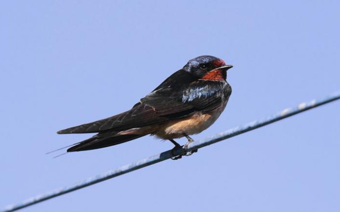 Varför blåsar inte fåglarna på ledningarna: biologi och fysik i aktion