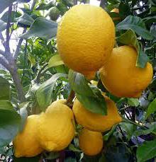 hur mycket vitamin c i citron